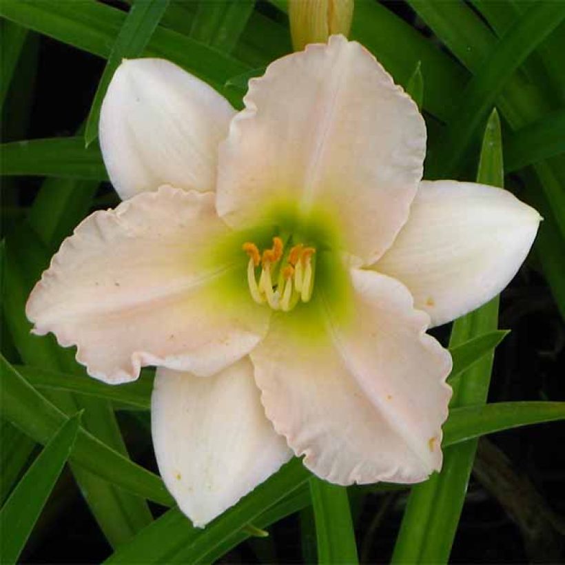 Hemerocallis Lullaby Baby (Floração)