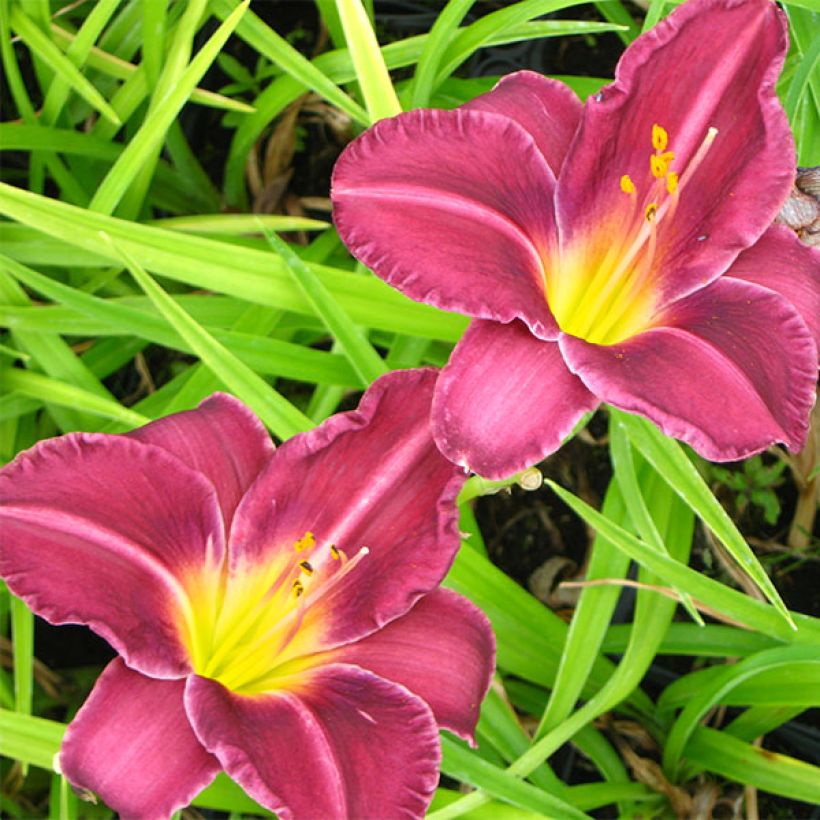 Hemerocallis Olive Bailey Langdon (Floração)