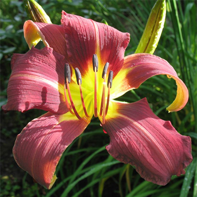 Hemerocallis Purple Magic (Floração)