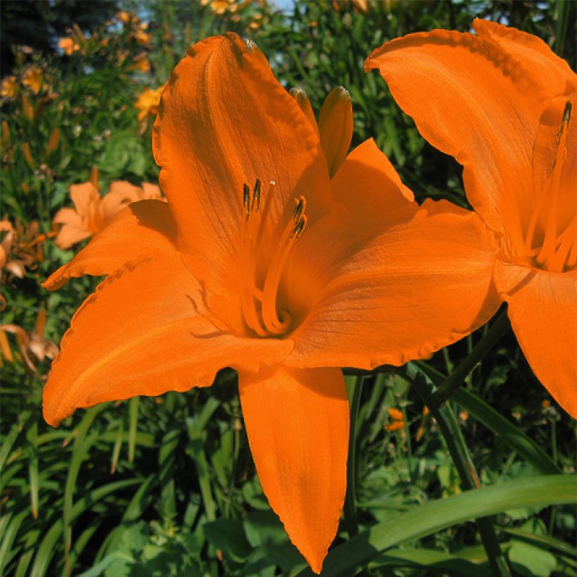 Hemerocallis Rainbow Gold (Floração)