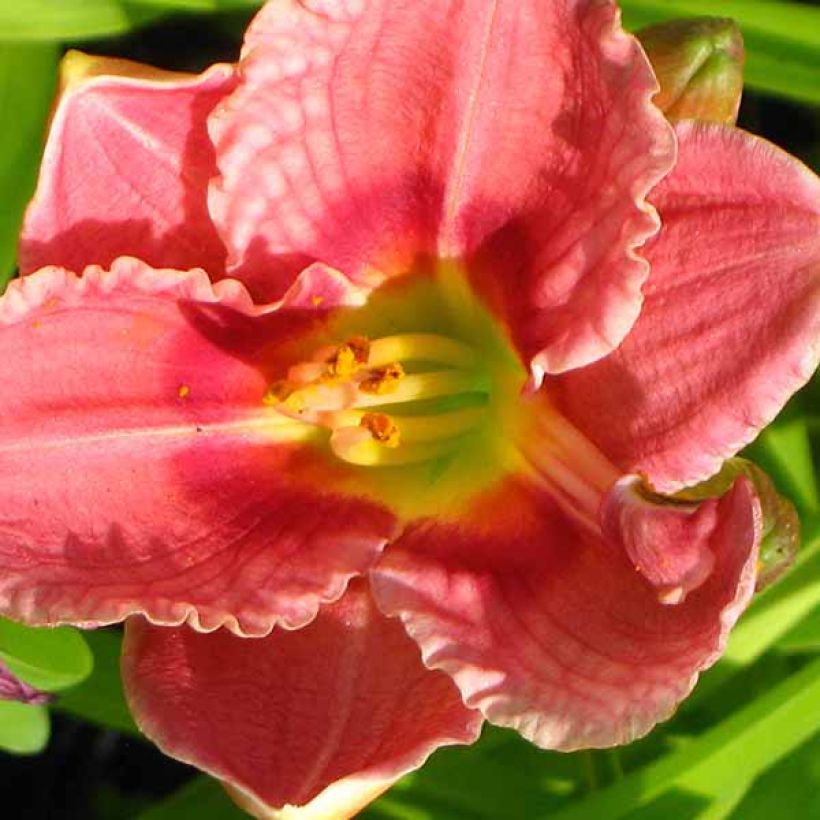 Hemerocallis Siloam Ribbon Candy (Floração)