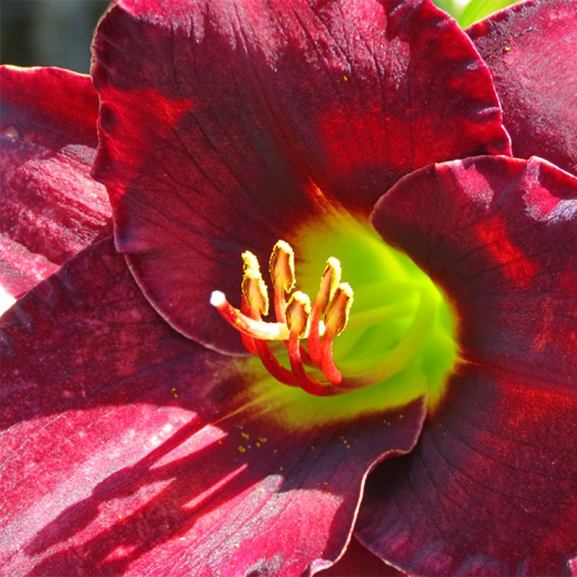 Hemerocallis Vintage Bordeaux (Floração)