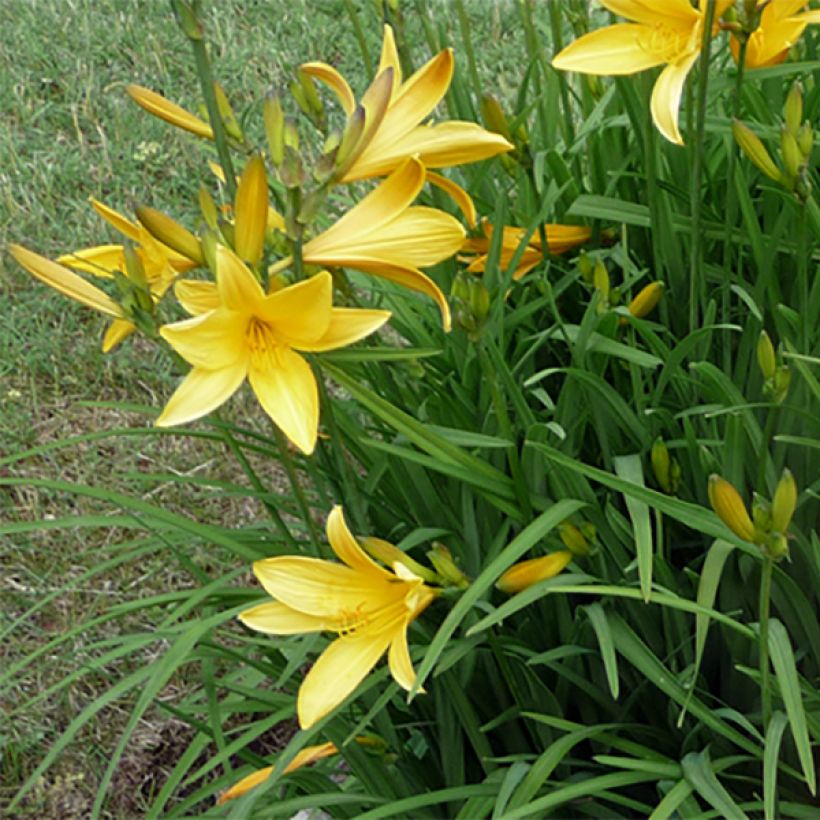 Hemerocallis citrina (Floração)