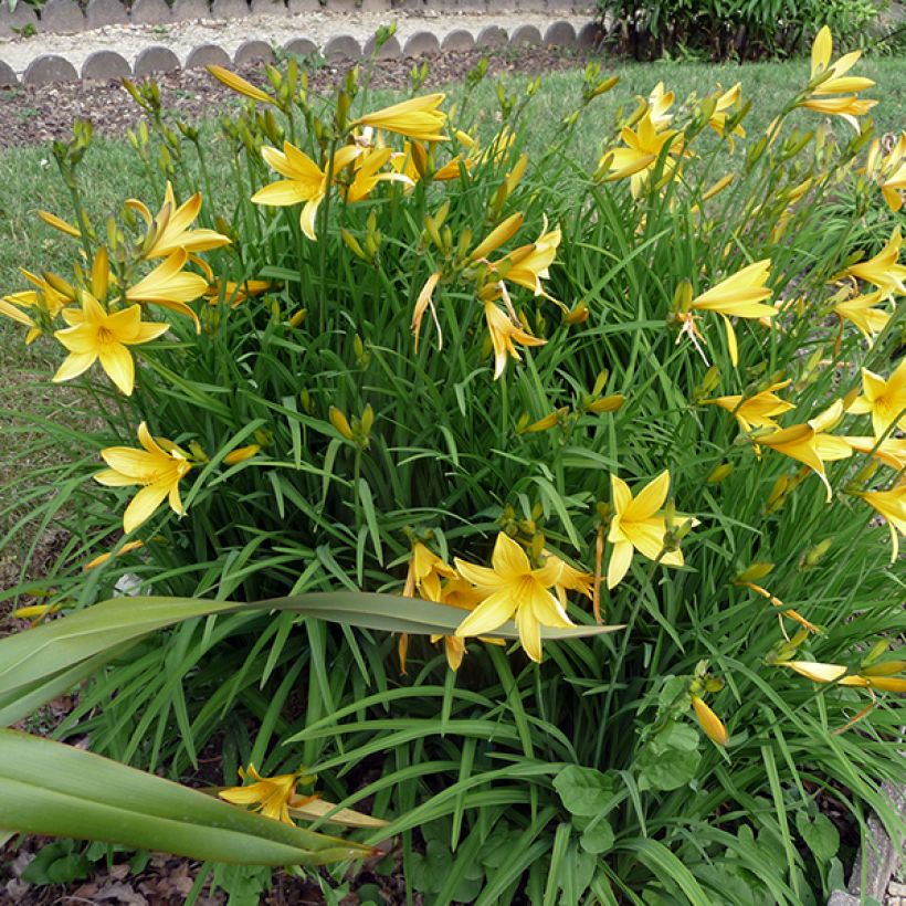 Hemerocallis citrina (Hábito)