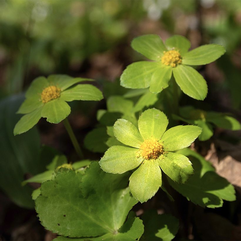 Hacquetia epipactis (Floração)