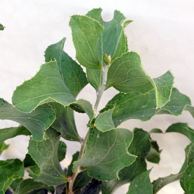 Hakea victoria (Folhagem)
