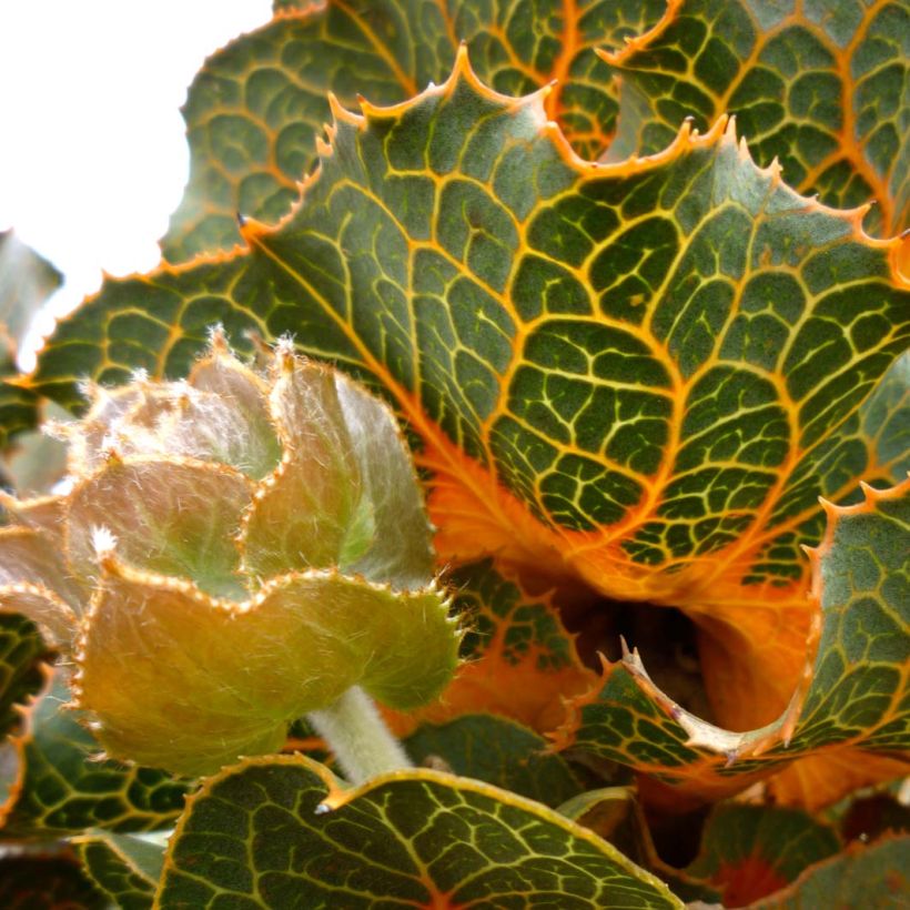 Hakea victoria (Floração)