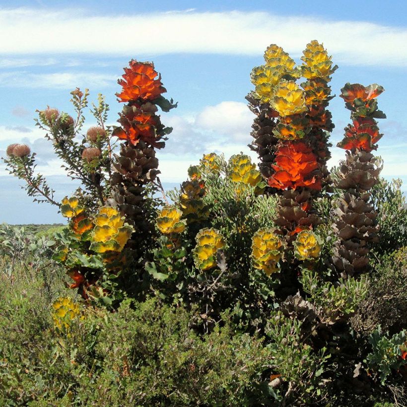 Hakea victoria (Hábito)