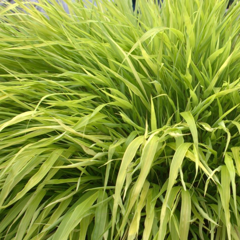 Hakonechloa macra All Gold (Folhagem)
