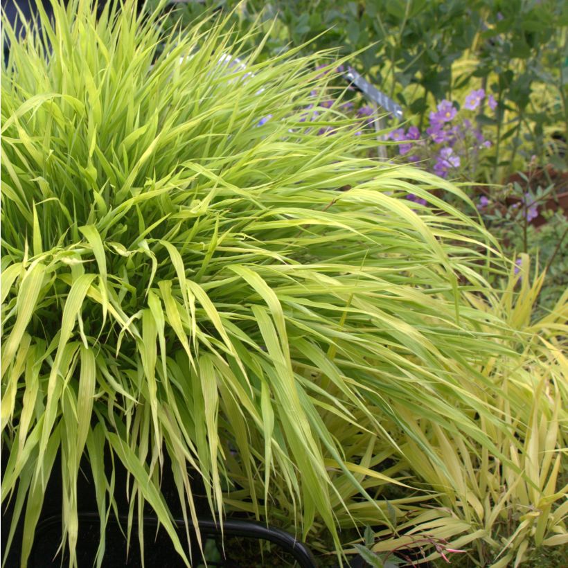 Hakonechloa macra All Gold (Hábito)