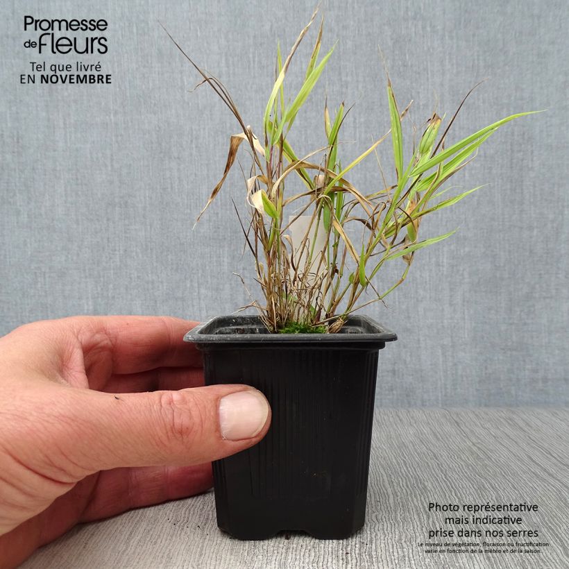 Amostra de Hakonechloa macra Aureola Vaso de 7/8 cm tal como entregue no outono