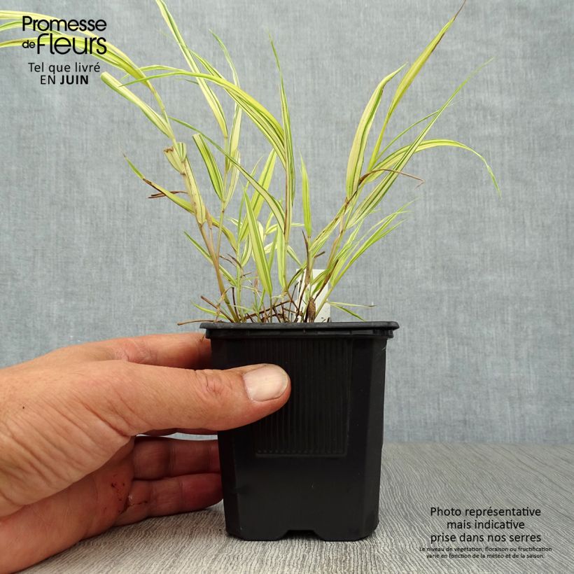 Amostra de Hakonechloa macra Aureola Vaso de 7/8 cm tal como entregue no verão