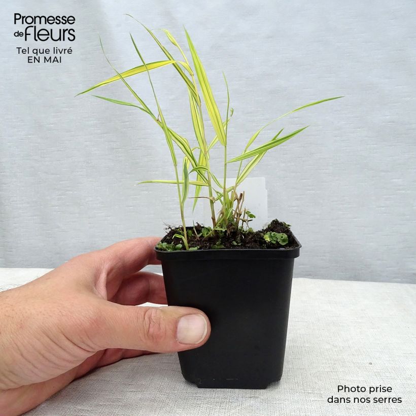 Amostra de Hakonechloa macra Aureola Vaso de 7/8 cm tal como entregue na primavera