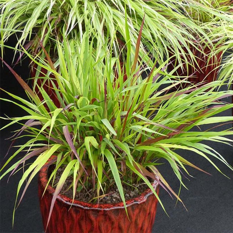 Hakonechloa macra Beni (Hábito)