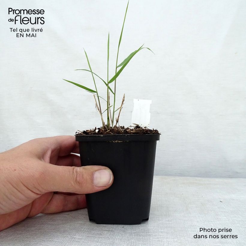 Amostra de Hakonechloa macra Beni Vaso de 8/9 cm tal como entregue na primavera