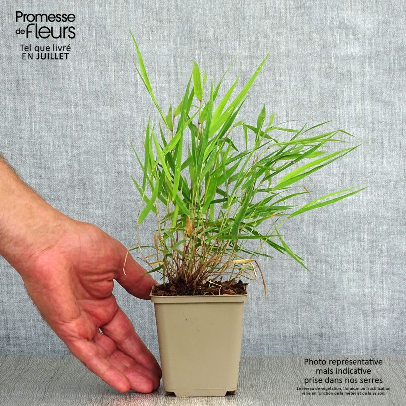 Amostra de Hakonechloa macra Beni Vaso de 8/9 cm tal como entregue no verão