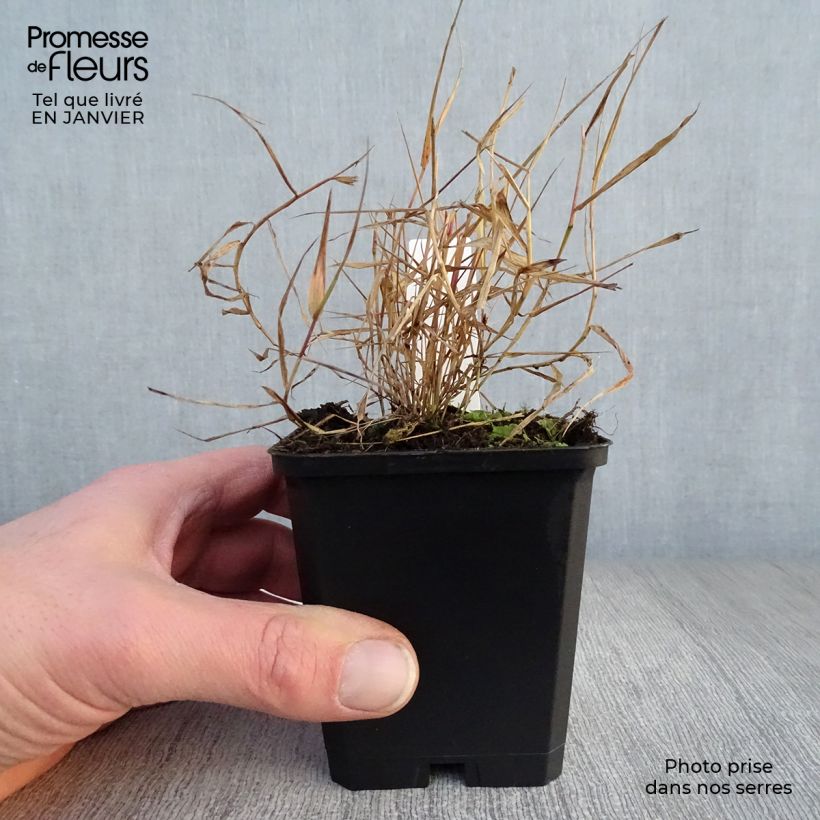 Amostra de Hakonechloa macra Beni-Kaze - Herbe du Japon Vaso de 8/9 cm tal como entregue no inverno
