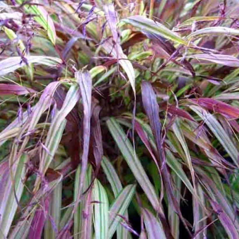 Hakonechloa macra Naomi (Folhagem)
