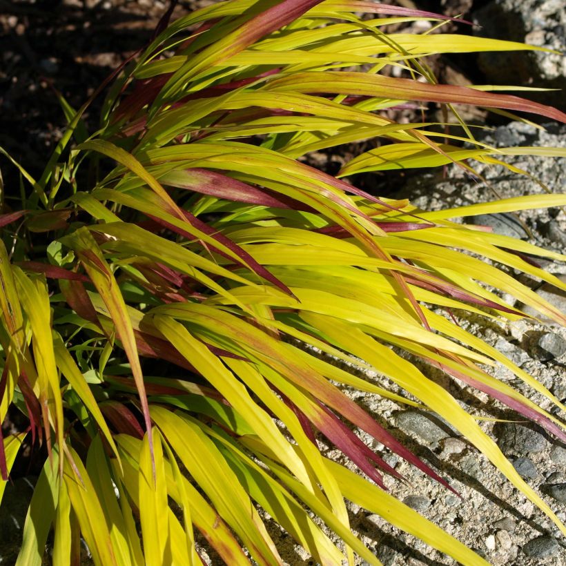Hakonechloa macra Sunflare (Folhagem)