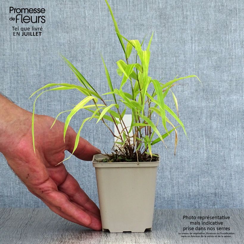 Amostra de Hakonechloa macra Sunflare Vaso de 8/9 cm tal como entregue no verão
