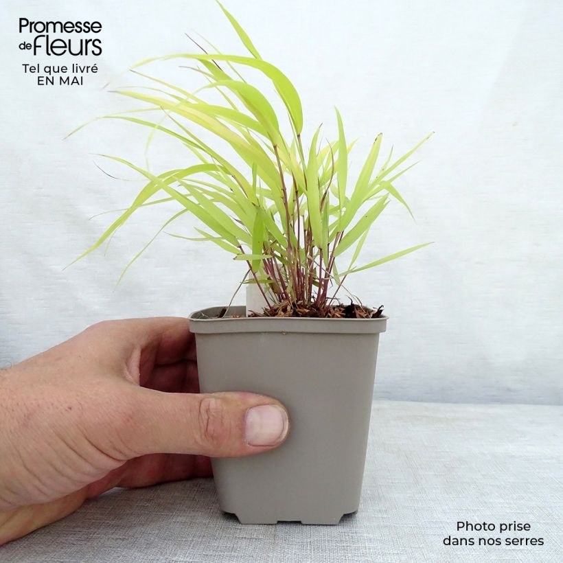 Amostra de Hakonechloa macra Sunflare Vaso de 8/9 cm tal como entregue na primavera
