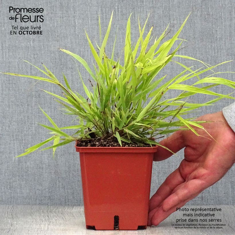 Amostra de Hakonechloa macra Sunflare Vaso de 1 L/1,5 L tal como entregue no outono