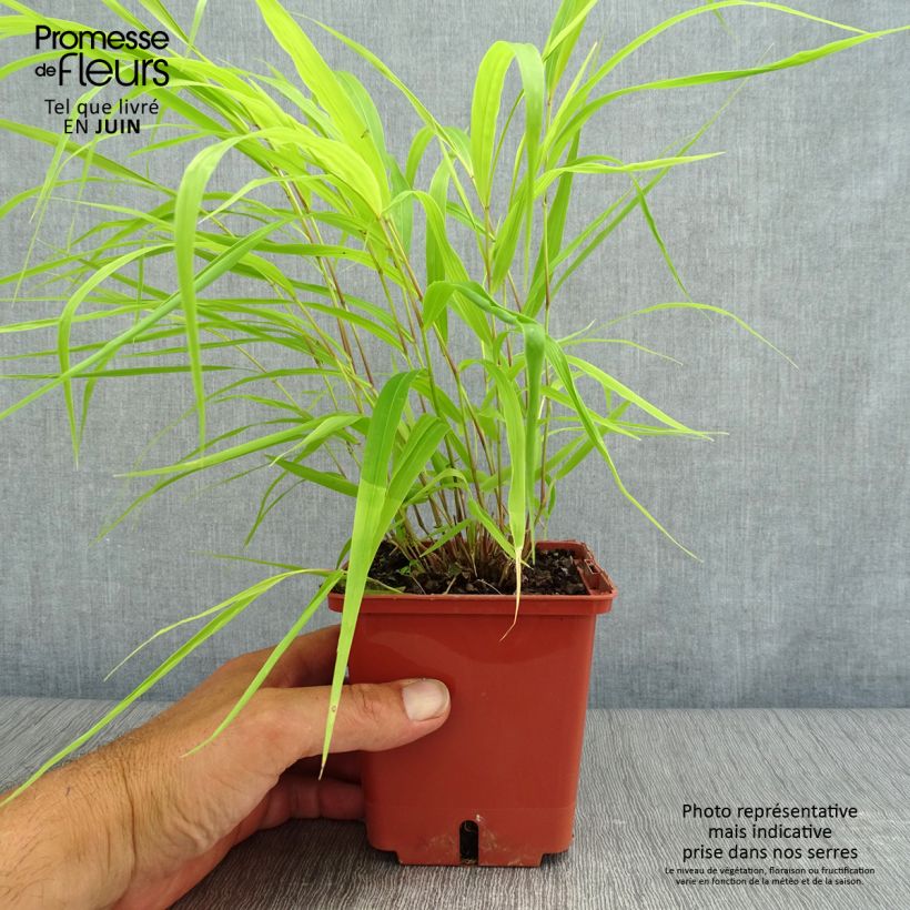 Amostra de Hakonechloa macra Sunflare Vaso de 1 L/1,5 L tal como entregue no verão