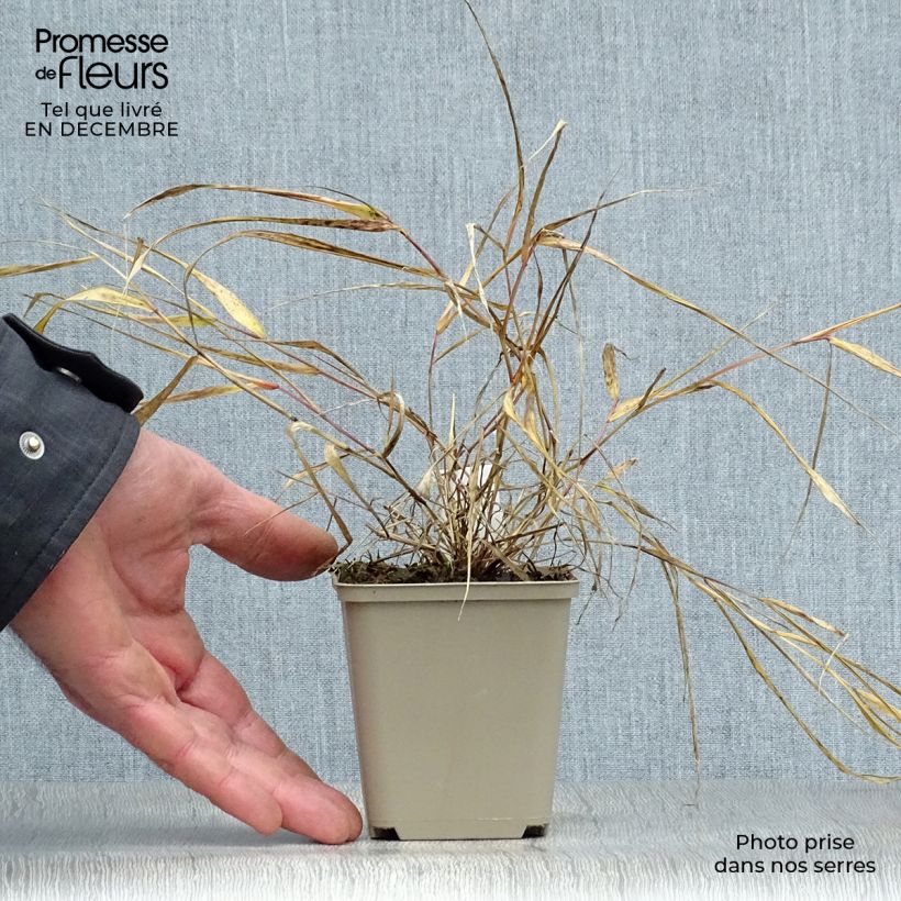Amostra de Hakonechloa macra Sunflare Vaso de 1 L/1,5 L tal como entregue no inverno