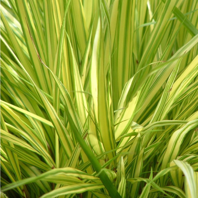 Hakonechloa macra Aureola (Folhagem)