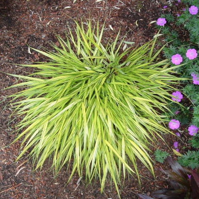 Hakonechloa macra Aureola (Hábito)