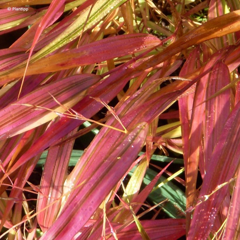 Hakonechloa macra Mulled Wine (Folhagem)
