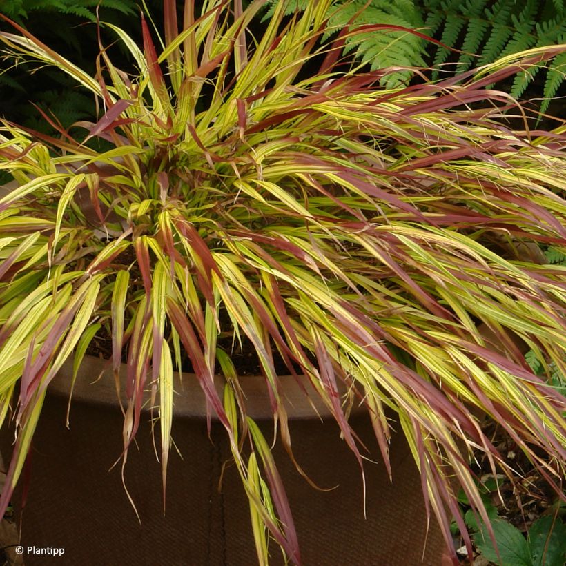 Hakonechloa macra Mulled Wine (Hábito)