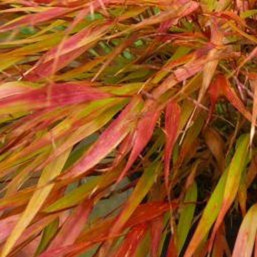 Hakonechloa macra Nicolas (Folhagem)