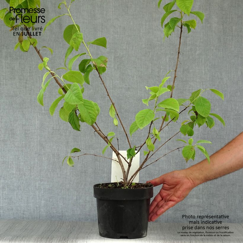 Amostra de Halesia carolina Vaso de 2 L/3 L tal como entregue no verão