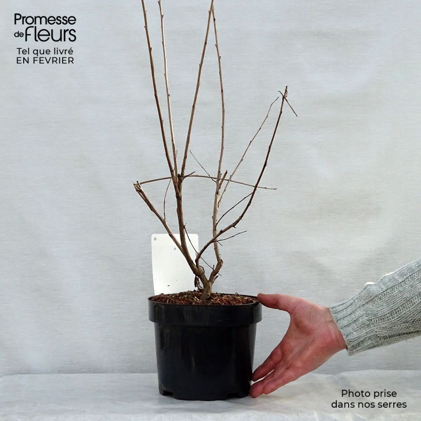 Amostra de Halesia carolina - Arbre aux cloches d'argent Vaso de 2 L/3 L tal como entregue no inverno