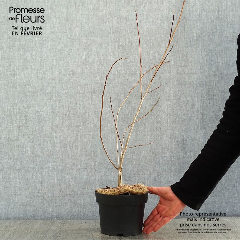 Amostra de Halesia carolina UConn - Arbre aux cloches d'argent Vaso de 2 L/3 L tal como entregue no inverno