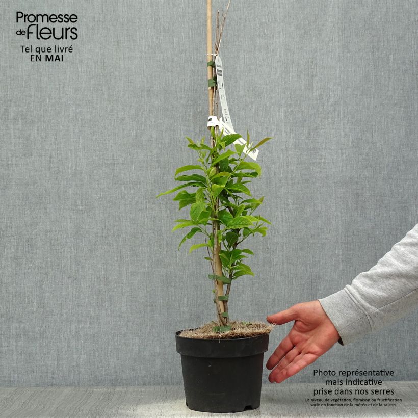 Amostra de Halesia carolina UConn Vaso de 2 L/3 L tal como entregue na primavera