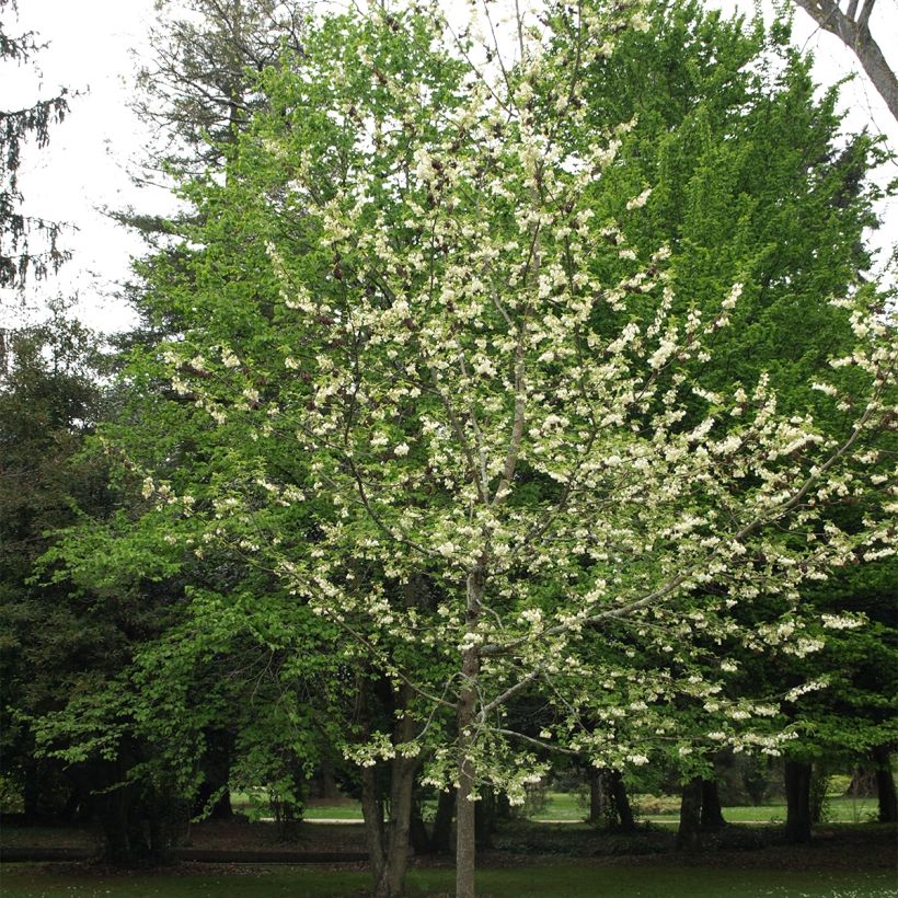 Halesia carolina UConn (Hábito)