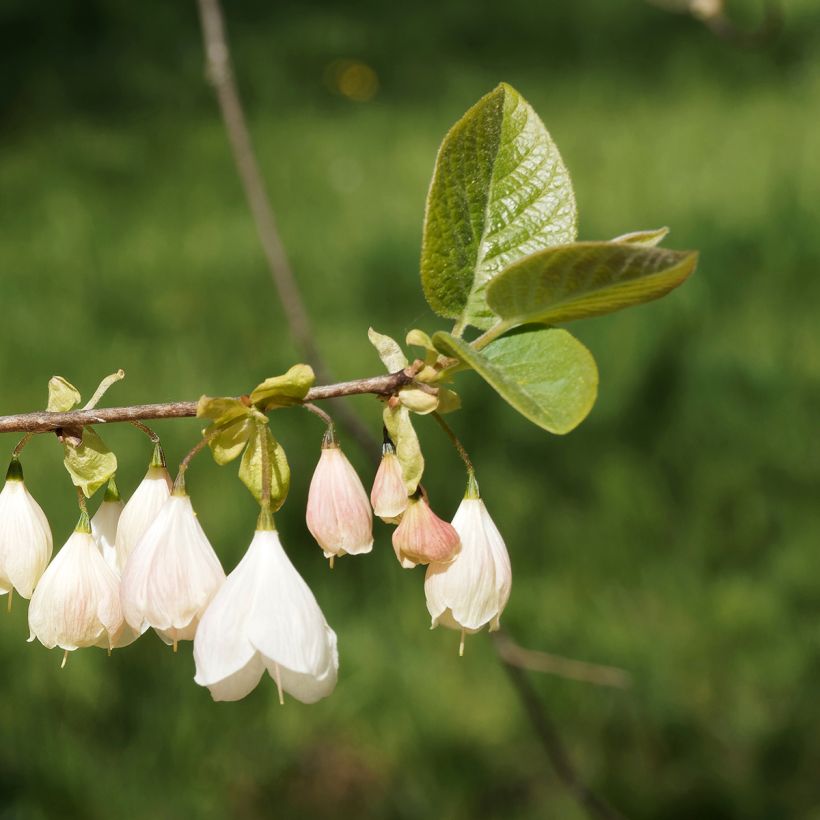 Halesia carolina var. monticola (Floração)