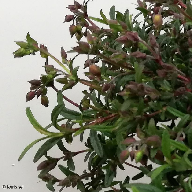 Halimiocistus sahucii (Folhagem)