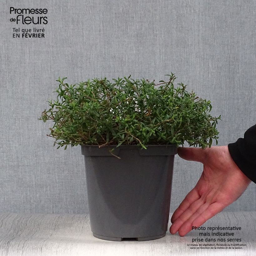 Amostra de Halimiocistus sahucii Vaso de 4 L/5 L tal como entregue no inverno