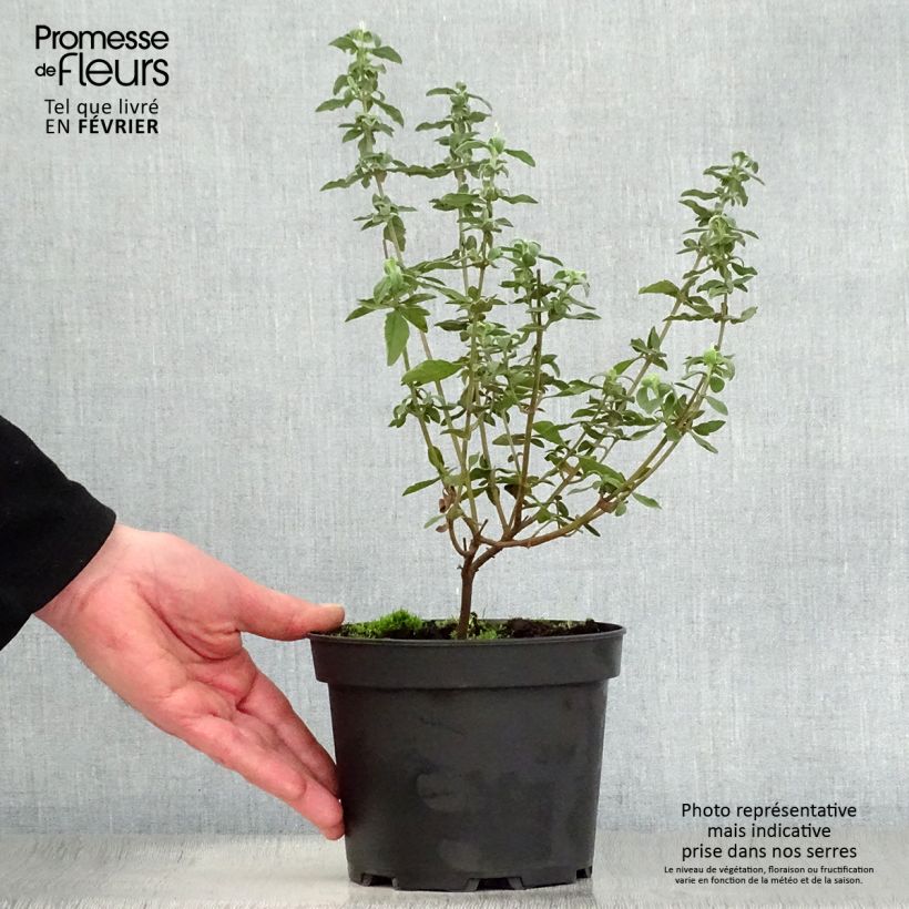 Amostra de Halimiocistus wintonensis Merrist Wood Cream Pot de 2L/3L tal como entregue no inverno