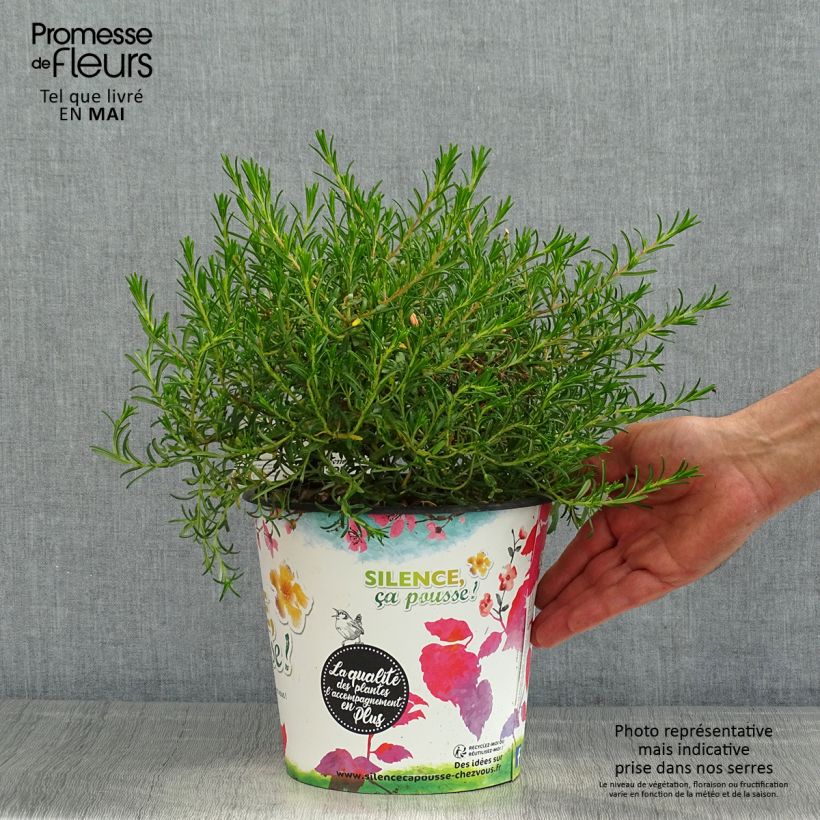 Amostra de Halimium commutatum - Faux-ciste jaune Vaso de 4 L/5 L tal como entregue na primavera