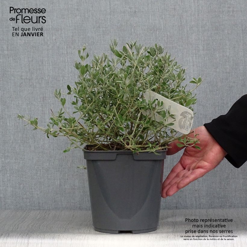 Amostra de Halimium lasianthum subsp. formosum Vaso de 4 L/5 L tal como entregue no inverno