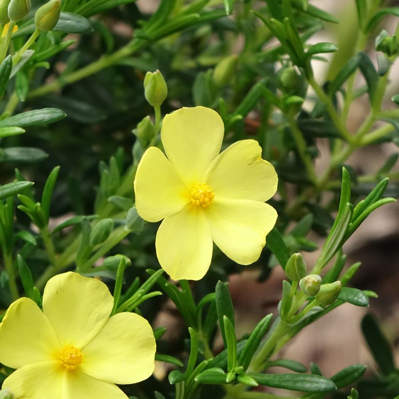 Halimium libanotis April Sun (Floração)