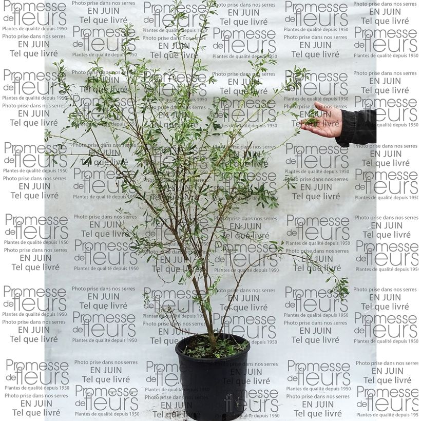 Exemplo de amostra de Halimodendron halodendron - Caragana argenté Vaso de 12 L/15 L tal como entregue