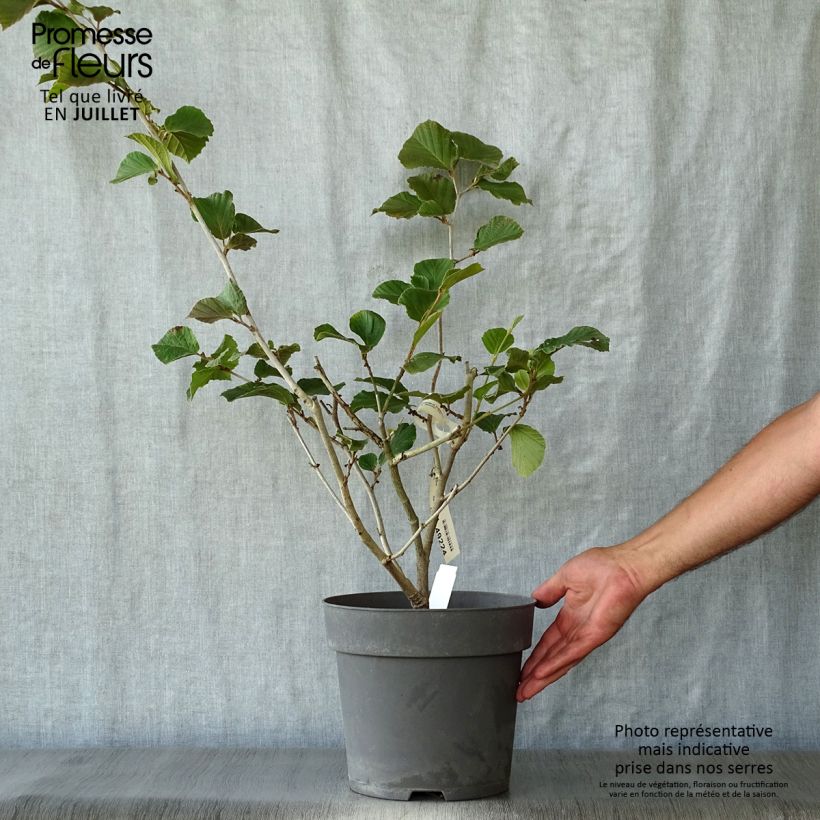 Amostra de Hamamélis Ruby Glow Vaso de 6 L/7 L tal como entregue no verão