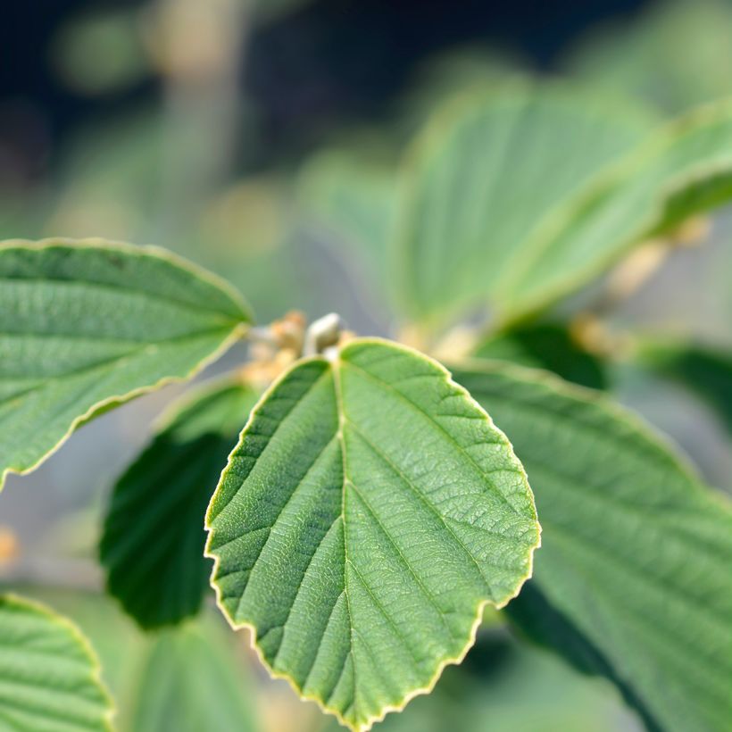 Hamamélis Arnold Promise (Folhagem)