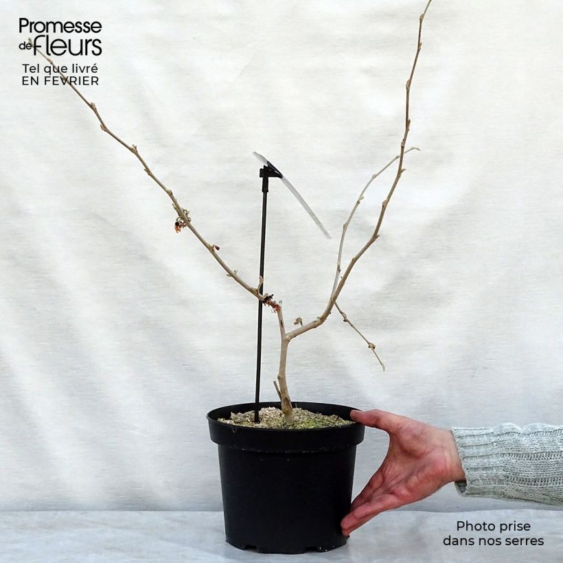 Amostra de Hamamelis intermedia Diane - Noisetier de Sorcière Vaso de 4 L/5 L tal como entregue no inverno