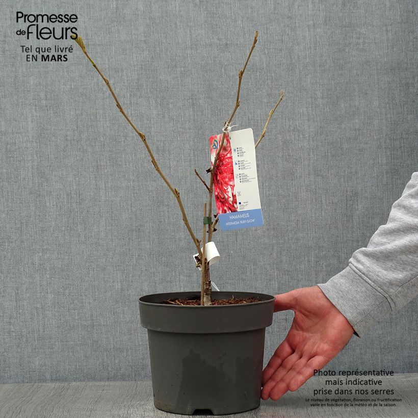 Amostra de Hamamelis intermedia Ruby Glow - Noisetier de sorcière Vaso de 4 L/5 L tal como entregue no inverno